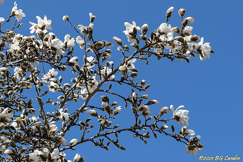 Magnoliablommor
