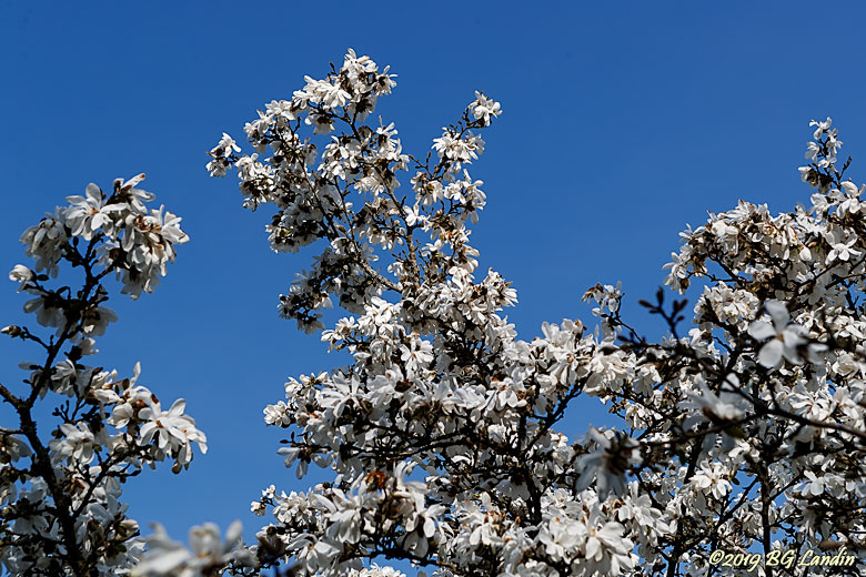 Blommande magnolia