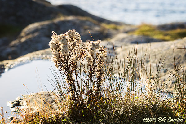 Bohusläns klippor blommar
