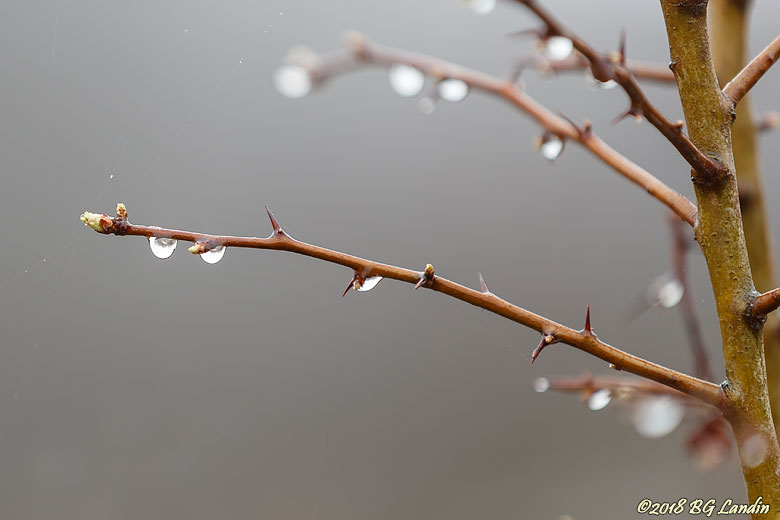 Droppar från ett vårregn