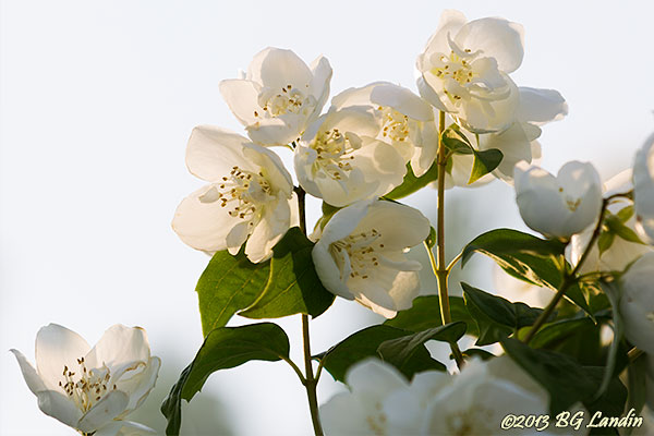 Ljuvligt vita blommor
