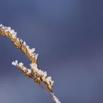 Rimfrost på grässtrå Rimfrost