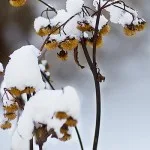 Snötäckta gula blomsterbollar Ulliga gula blommor