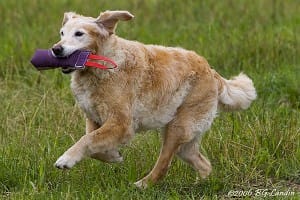 En lycklig veteran av högsta klass!