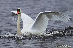 Med utfällda bromsklaffar