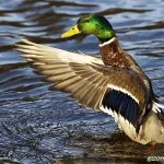Armarna framåt sträck! Armarna framåt sträck!