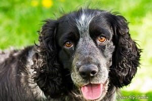 Buspojken Jiep Buspojken Jiep