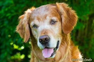 Med huvudet på sned