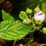 Bjornbärsblomma