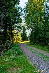Skogsvägen