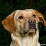 Jag har full koll, husse! Jag har full koll, husse!