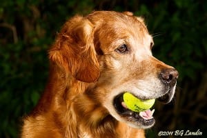 Skall vi spela tennis?