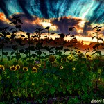 Sunflower and sunset