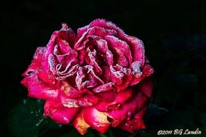 Frosty rose
