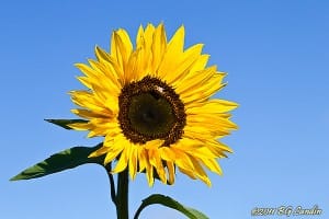 Helianthus annuus - Solros