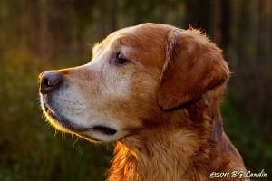 Beneagleporträtt i motljus