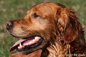 Härliga, leriga vårträningar