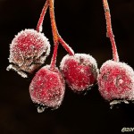 Frostiga rönnbär