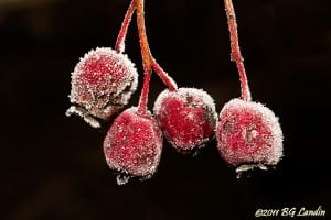 Frostiga rönnbär