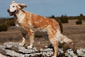 Det blåser på Allvaret