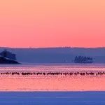 Samling på isen Kråksamling på isen
