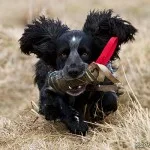 Lurviga öron med tillhörande hund Lurviga öron med tillhörande hund