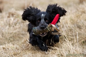 Lurviga öron med tillhörande hund