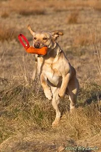 Stegrande labrador