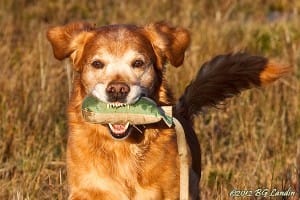 Beneagle ordnar anletsdragen