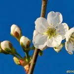 Äppelblommor