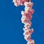 Japanska körsbärsblommor