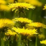 Solgula maskrosblommor