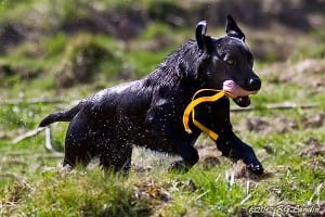 Vattendränkt labrador