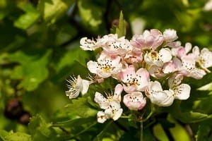 Blommande rundhagtorn