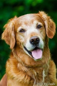 Beneagle kopplar på charmen