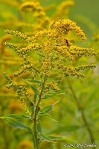 Kanadensiskt gullris