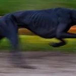 Hundarnas Formula 1