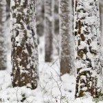 Snöiga tallstammar