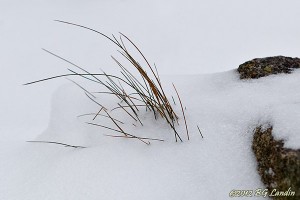 Grässtrån i snödriva