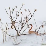 Snöblommor