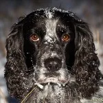 Snödekorerad cocker Snödekorerad cocker