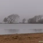 Januaridis