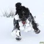Snöbollsförsedd cocker Snöbollsförsedd cocker