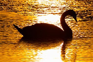 Nya bilder i bland annat Djur och natur