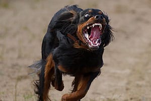 Nya hundbilder 130618