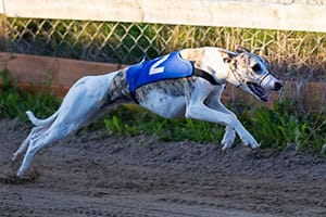 Speedy Dogs träning på Mariedal 130827