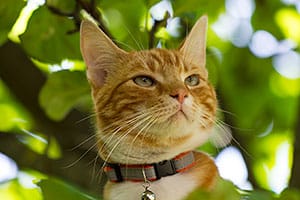 Nya bilder Djur och natur