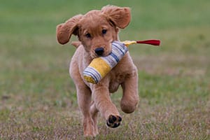 Apporteringsträning med valpen 131023