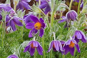 Backsippor_300_P7F3278