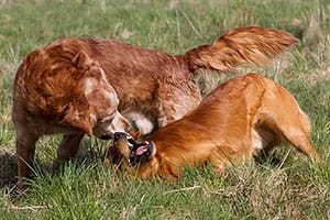 Nya bilder på Beneagle o Keeperson 150426